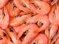 The dried shrimp for foods Royalty Free Stock Photo