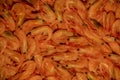 Dried shrimp. Shrimps dry freeze. Food photography Royalty Free Stock Photo