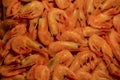 Dried shrimp. Shrimps dry freeze. Food photography Royalty Free Stock Photo