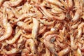 Dried Shrimps