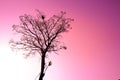 Whispers of Love: Silhouette Tree and Bird Nest in the Pink Sky Royalty Free Stock Photo