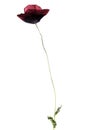 Dried Single poppy isolated on white Royalty Free Stock Photo