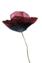 Dried Single poppy isolated on white Royalty Free Stock Photo