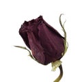 Dried Single Red Rose Over White Royalty Free Stock Photo
