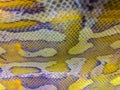 Dried skin of the Blood python (Python curtus) for background. Python curtus, also known as Sumatran short-tailed python, is a