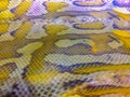 Dried skin of the Blood python (Python curtus) for background. Python curtus, also known as Sumatran short-tailed python, is a Royalty Free Stock Photo