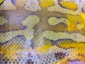 Dried skin of the Blood python (Python curtus) for background. Python curtus, also known as Sumatran short-tailed python, is a Royalty Free Stock Photo