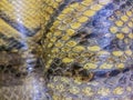 Dried skin of the Burmese python for background. The Burmese python (Python bivittatus) is one of the five largest species of Royalty Free Stock Photo