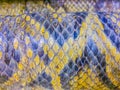 Dried skin of the Burmese python for background. The Burmese python (Python bivittatus) is one of the five largest species of Royalty Free Stock Photo