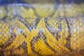 Dried skin of the Burmese python for background. The Burmese python (Python bivittatus) is one of the five largest species of Royalty Free Stock Photo