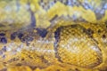 Dried skin of the Burmese python for background. The Burmese python (Python bivittatus) is one of the five largest species of Royalty Free Stock Photo