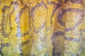 Dried skin of the Burmese python for background. The Burmese python (Python bivittatus) is one of the five largest species of Royalty Free Stock Photo