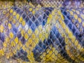 Dried skin of the Burmese python for background. The Burmese python (Python bivittatus) is one of the five largest species of Royalty Free Stock Photo