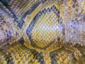 Dried skin of the Burmese python for background. The Burmese python (Python bivittatus) is one of the five largest species of