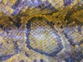 Dried skin of the Burmese python for background. The Burmese python (Python bivittatus) is one of the five largest species of Royalty Free Stock Photo