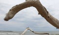 dried smoothed branch of tree