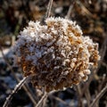 Dried snow-covered brown hydrangea flowers Royalty Free Stock Photo