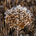 Dried snow-covered brown hydrangea flowers Royalty Free Stock Photo