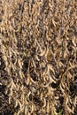 Closeup view of dried soybeans on the stalk ready for harvest