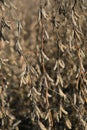 Dried soybeans on strings with nice bokeh.