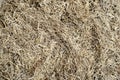 dried spanish moss seamless background Royalty Free Stock Photo