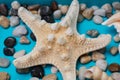 Dried specimen of Knobby Starfish and Pebbles on blue background. Horned Sea Star. Protoreaster nodosus, Class Asteroidea.