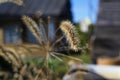 Dried spikelet in the sun in the garden