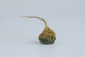 Dried spoiled green radish isolated on a light background