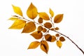 A dried sprig of tree for a herbarium. Golden branch