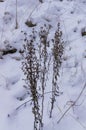 Dried sprigs of summer flowers covered with snow.Winter landscape Royalty Free Stock Photo