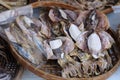 Dried squid