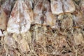 Dried squid Royalty Free Stock Photo