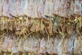Dried squid for grilling Royalty Free Stock Photo