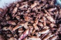 Dried squid and seafood Fish market on the island Seafood Royalty Free Stock Photo