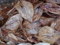 Dried squids in local market