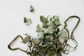Dried stabilized eucalyptus stems and leaves in green string bag on white background. reasonable consumption of things, well-being