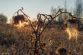 Dried stalk large thorn in the field