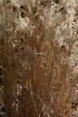 Dried stalks of reed-grass karl foerster in the spring sun