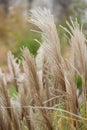 Dried stalks of reeds against the background of winter sunset.