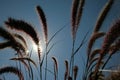 The sun`s rays shining through the dry reed grass. Royalty Free Stock Photo