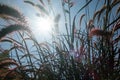 The sun`s rays shining through the dry reed grass. Royalty Free Stock Photo