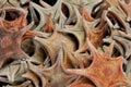 Dried Starfish Royalty Free Stock Photo