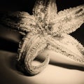 Dried Starfish Royalty Free Stock Photo