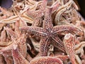 Dried starfish Royalty Free Stock Photo