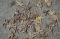 Dried starfish