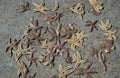 Dried starfish Royalty Free Stock Photo