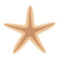 Dried starfish. Starfish flat icon. Sea animal cartoon style. Echinoderm. Royalty Free Stock Photo