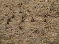Dried Steams on Field Royalty Free Stock Photo