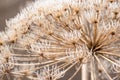 Dried stem of the hogweed with a fluffy hat, covered with hoarfrost in winter