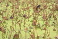 Dried stems and seed pods of Japanese lotus, nymphaeaceae, nelumbo nucifera or sacred lotus in a moat.